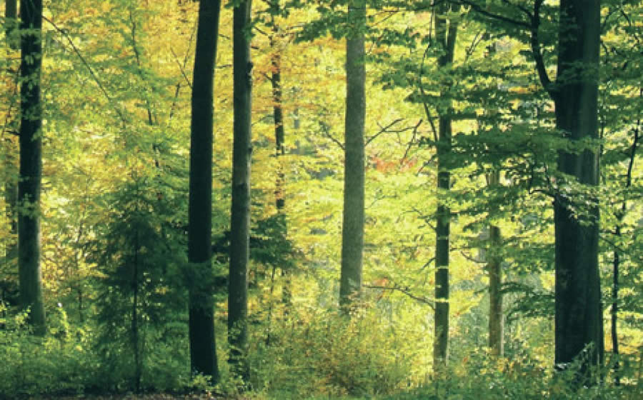 Photograph of a forest setting.